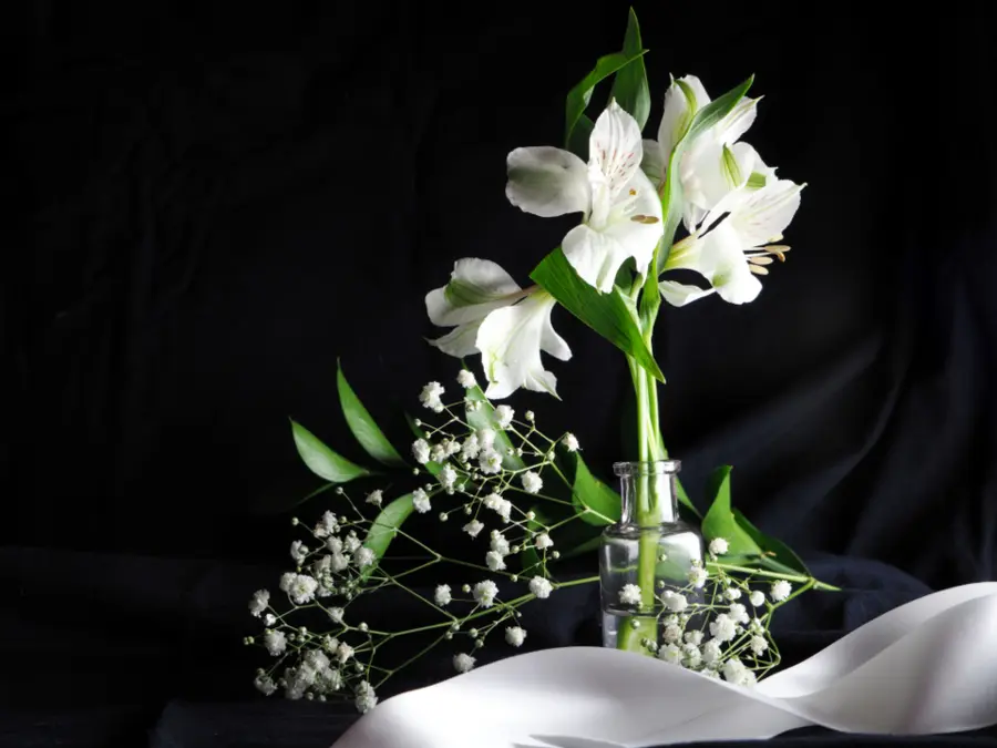 Alstroemerias blancas y paniculata en un jarrón pequeño, sobre fondo negro.
