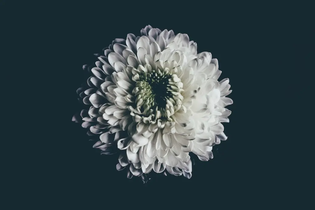 Crisantemo blanco sobre un fondo oscuro.