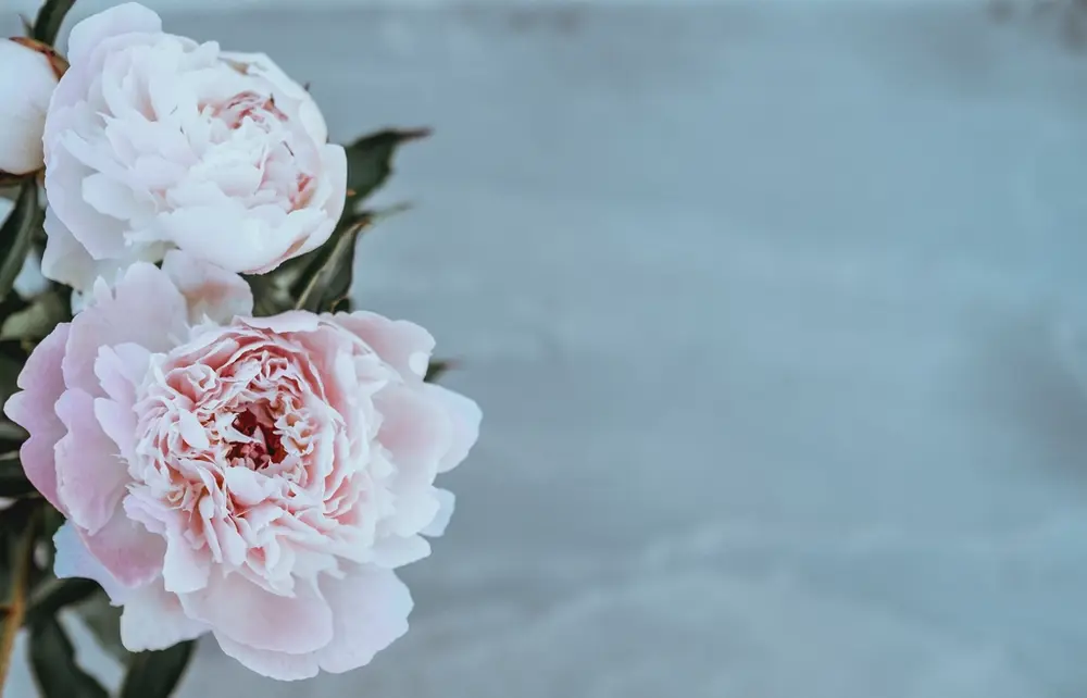 Dos peonías blancas con el borde rosado sobre un fondo liso.