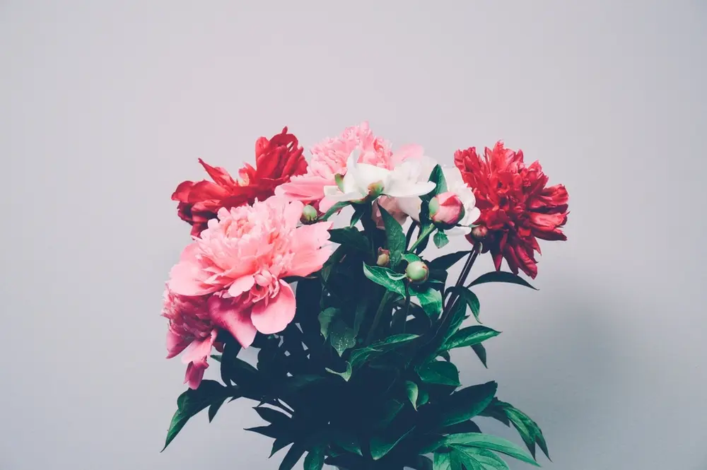 Claveles rosas y rojos sobre un fondo gris claro.