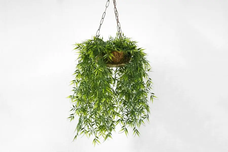 Planta colgante de hojas finas y verdes en una maceta de fibra, sobre fondo blanco.