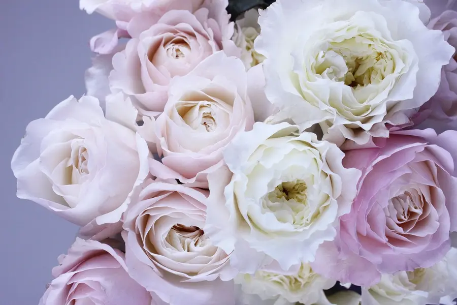 Rosas inglesas de color rosa pálido y blanco, muy juntas.