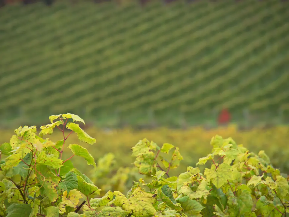 Hojas de vid a contraluz delante del viñedo