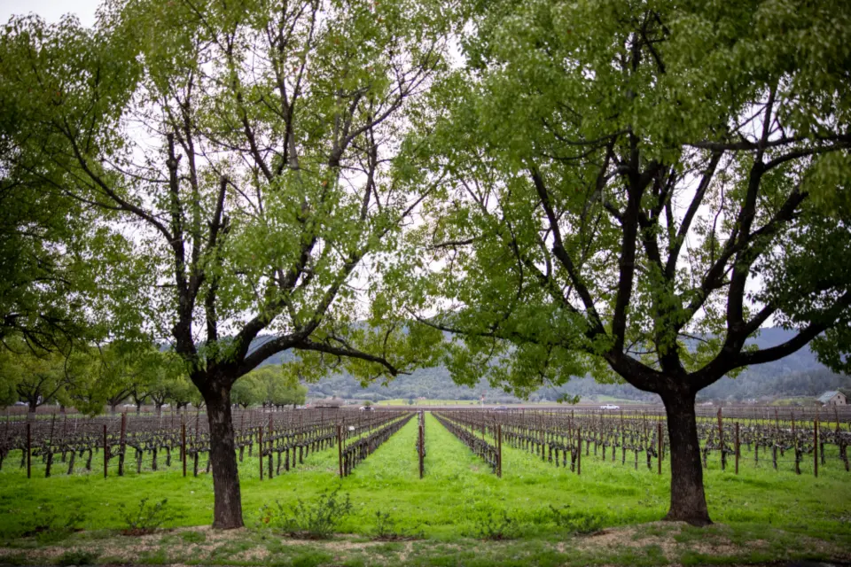 El viñedo de la bodega entre dos árboles grandes
