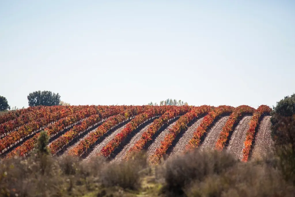 Viñedo con las hojas rojas de otoño en lomas suaves