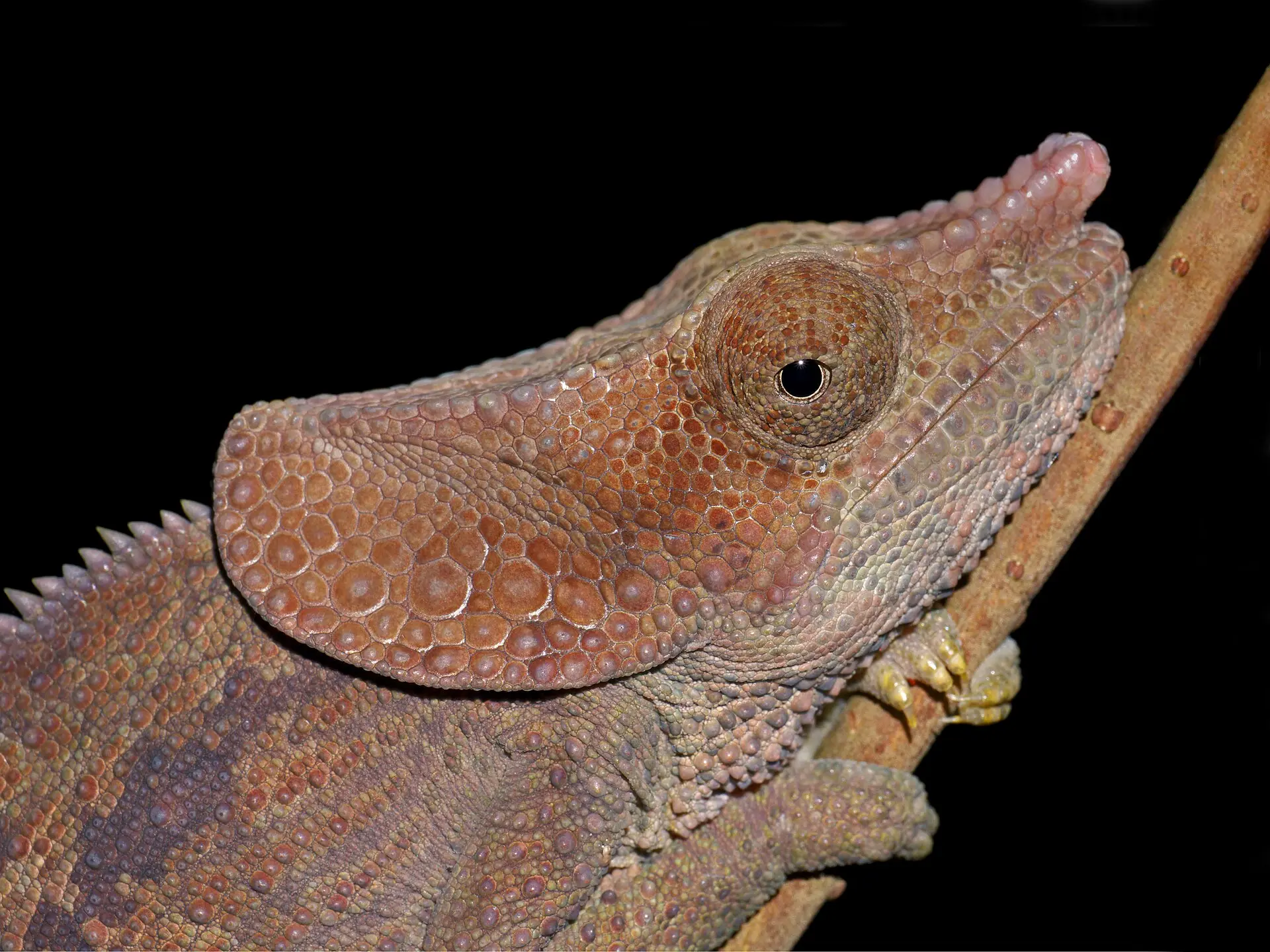 Cabeza de un camaleón de cuernos cortos sobre una rama, muy de cerca, con fondo negro.