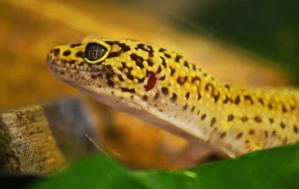 Primer plano de la cabeza de un gecko leopardo amarillo con manchas negras.