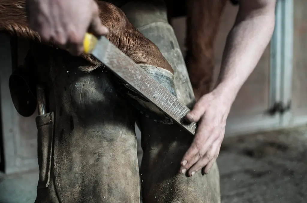 Manos rebajando con una escofina el casco de un caballo apoyado en la rodilla
