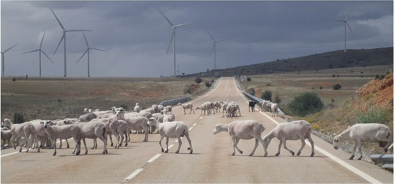 Un rebaño de ovejas cruzando una carretera entre campos secos y molinos de viento