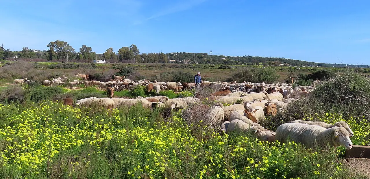 Rebaño de ovejas pastando entre flores amarillas bajo un cielo azul