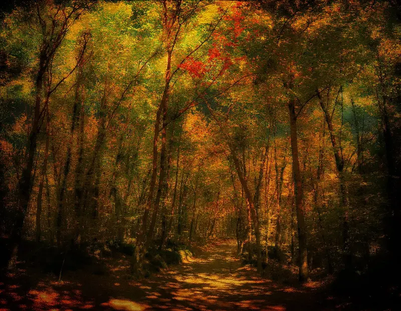 Camino entre hayas con las hojas amarillas de otoño en la Fageda d'en Jordà.