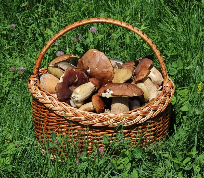 Cesta de mimbre llena de setas de temporada.