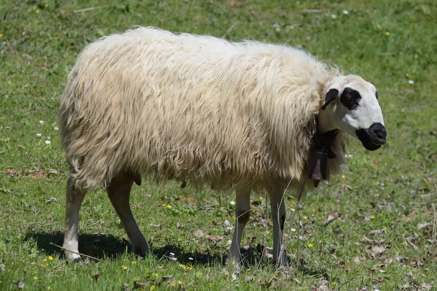 Una oveja de lana larga y cara blanca con manchas negras pastando en la hierba