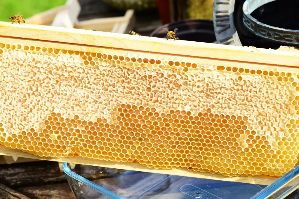 Cuadro de colmena con el panal lleno de miel y alguna abeja encima