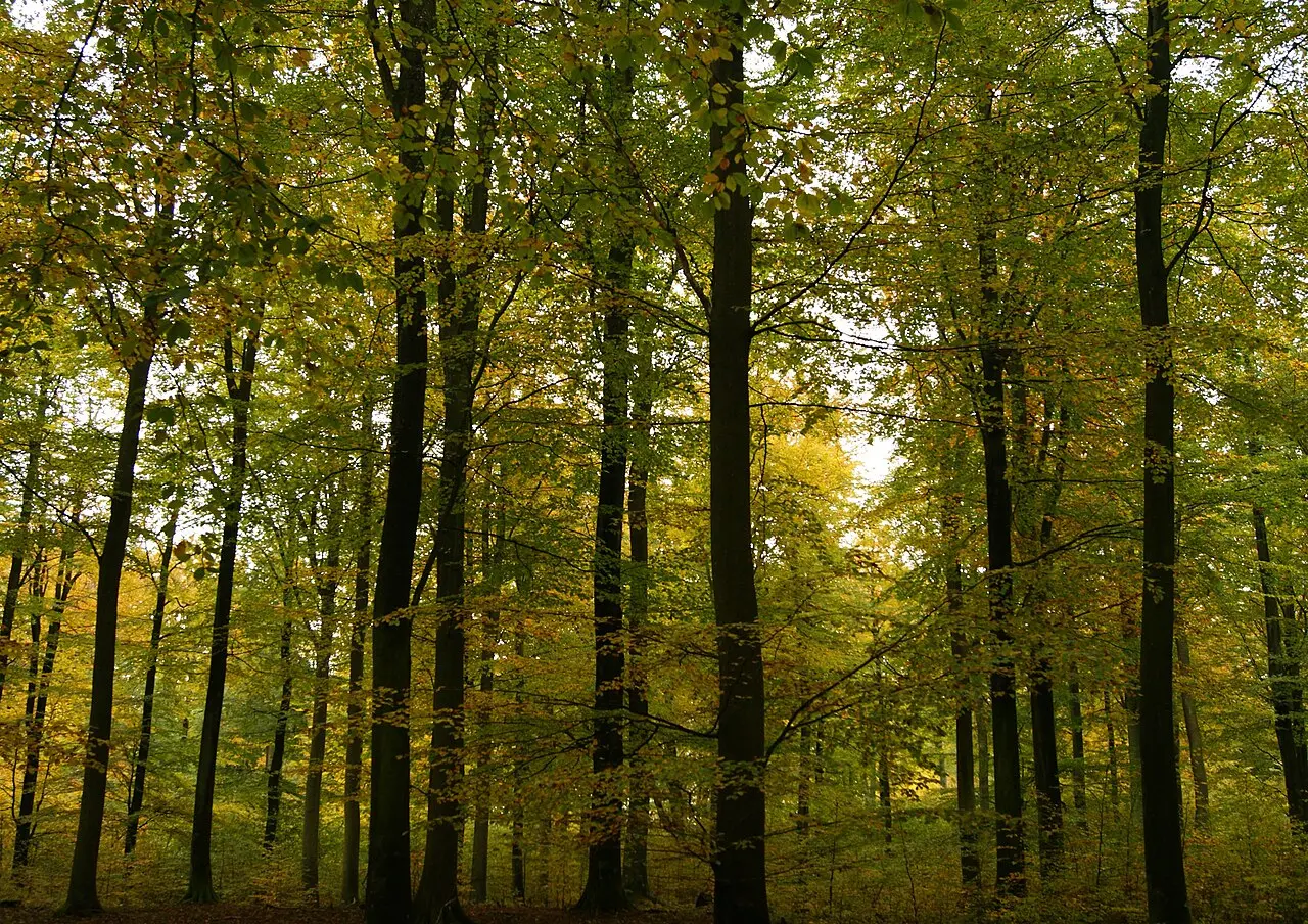 Bosque de hayas altas con las hojas empezando a amarillear