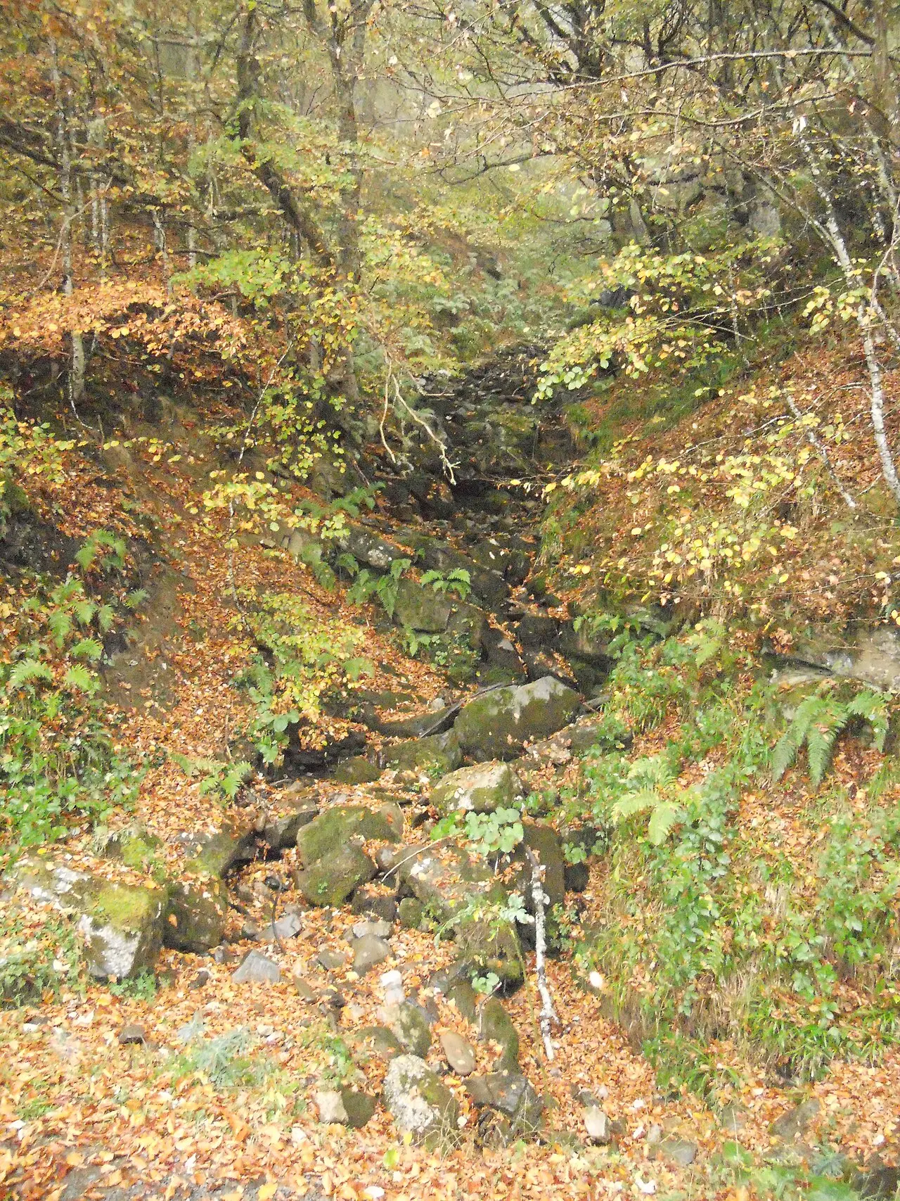 Arroyo de piedras entre hayas con el suelo cubierto de hojas de otoño