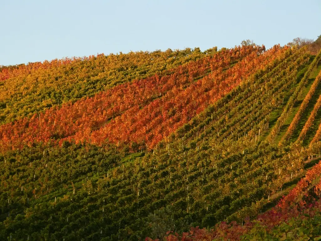 Ladera de viñedo con las hojas entre verdes, naranjas y rojas en otoño