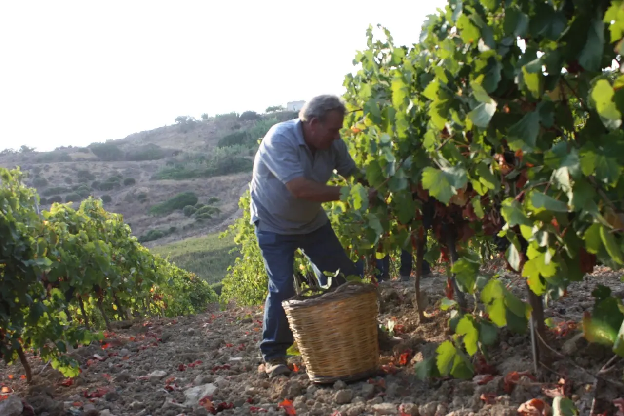 Vicent vendimia a mano en la viña de arriba, con un cesto de mimbre a sus pies y el monte detrás