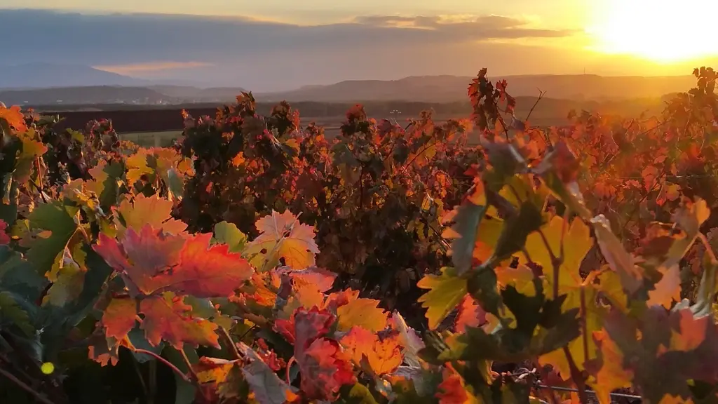 Hojas de vid rojas y doradas al atardecer, con las sierras del Maestrat al fondo