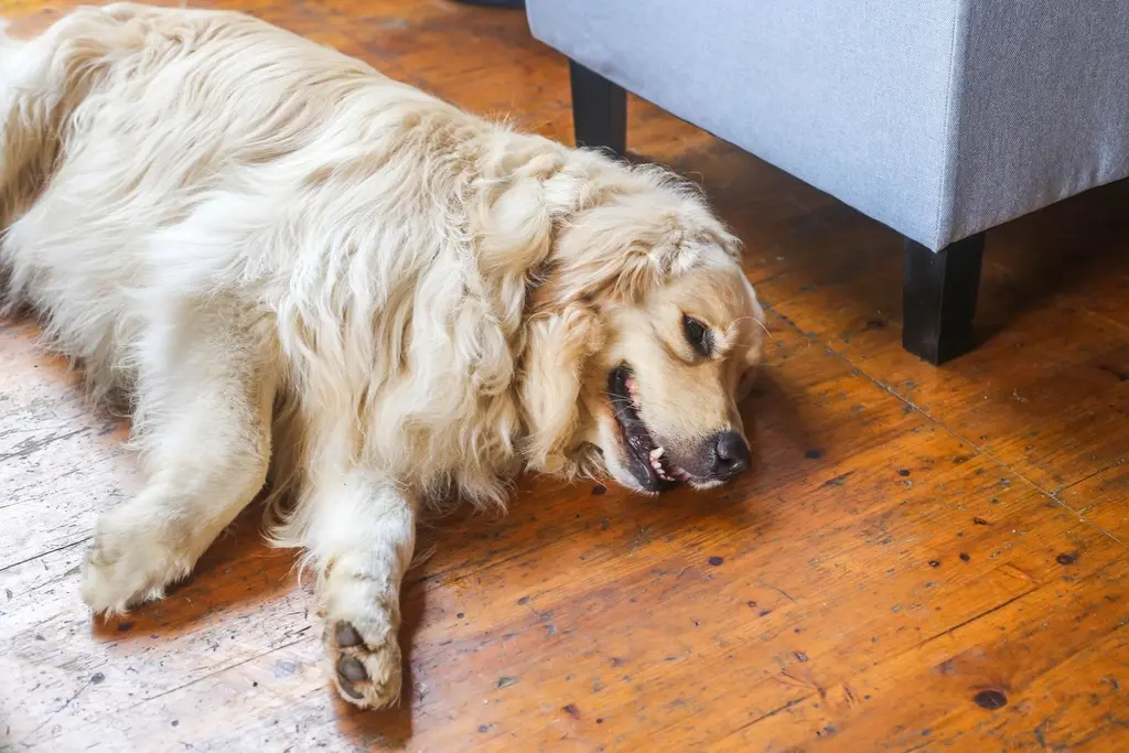 Un golden retriever tumbado en el suelo de madera de casa, tranquilo y con la boca entreabierta.