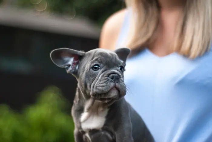Un cachorro de bulldog francés gris sentado junto a una mujer con camiseta azul.