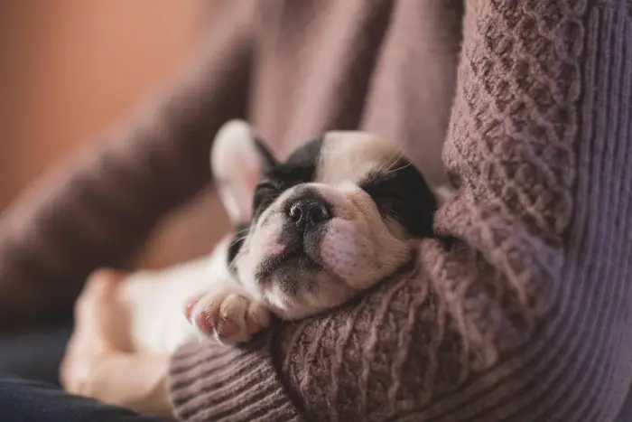 Un cachorro blanco y negro duerme en el brazo de una persona con jersey de punto.