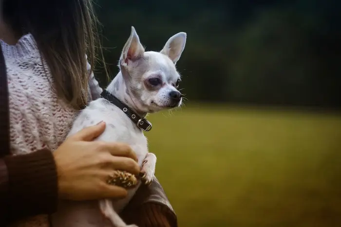 Una mujer con jersey de lana sostiene en brazos a un chihuahua blanco.