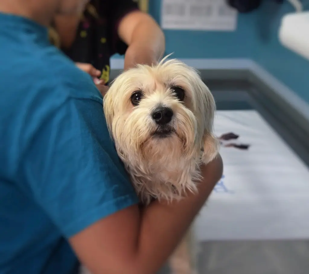 Un perro pequeño de pelo largo, en brazos de una auxiliar, junto a la mesa de la consulta.