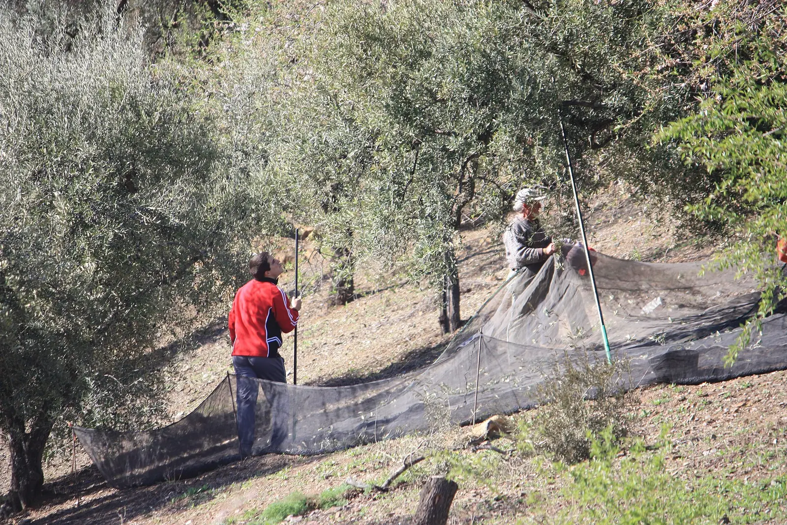 Dos personas recogiendo aceituna con varas y redes bajo los olivos