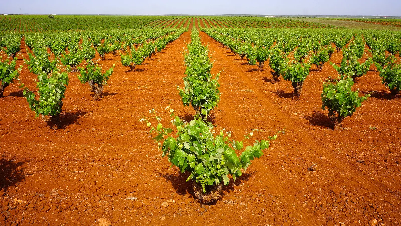Viñas jóvenes en hileras sobre la tierra roja de la provincia de Badajoz