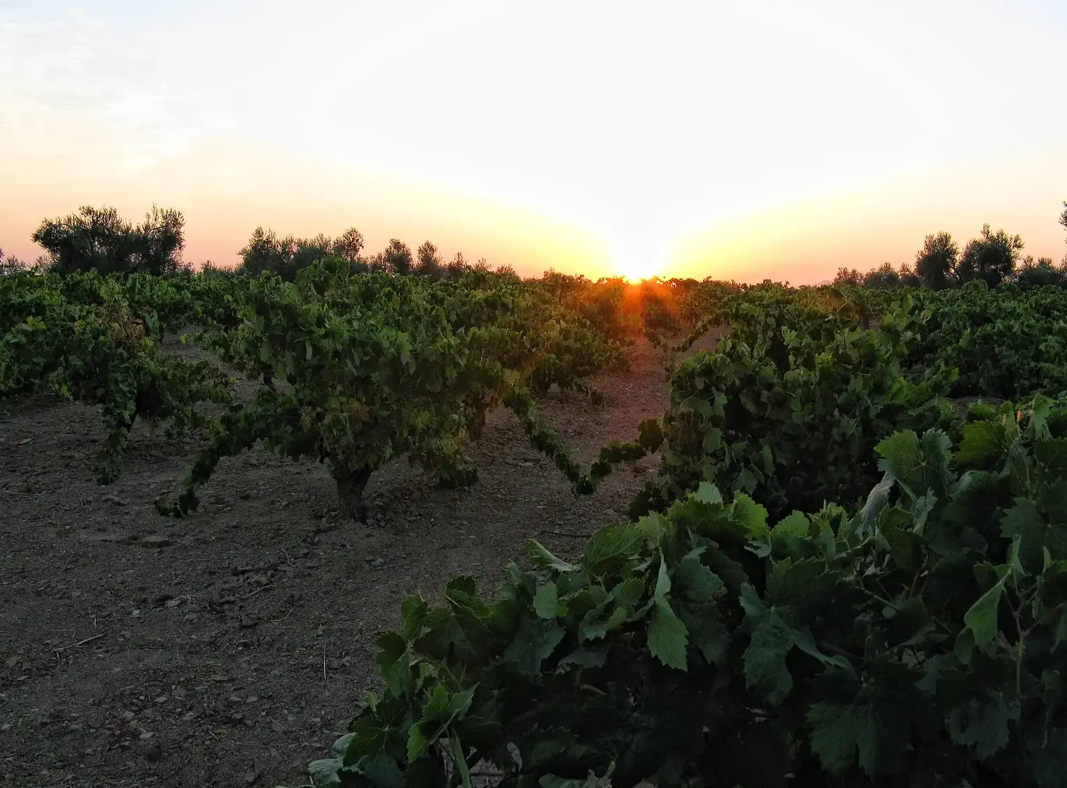 Viñas de la comarca al atardecer, con el sol poniéndose detrás de los olivos